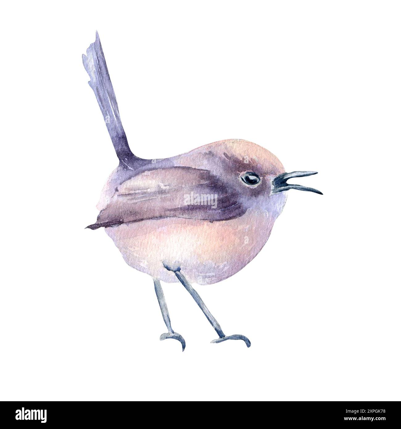 Kleiner Vogel ein runder Körper und weiche lila und pastellrosa Gefieder handgezeichnete Aquarelle. Singender Vogel mit erhobenem Schwanz und offenem Schnäbel in botanischer Form Stockfoto