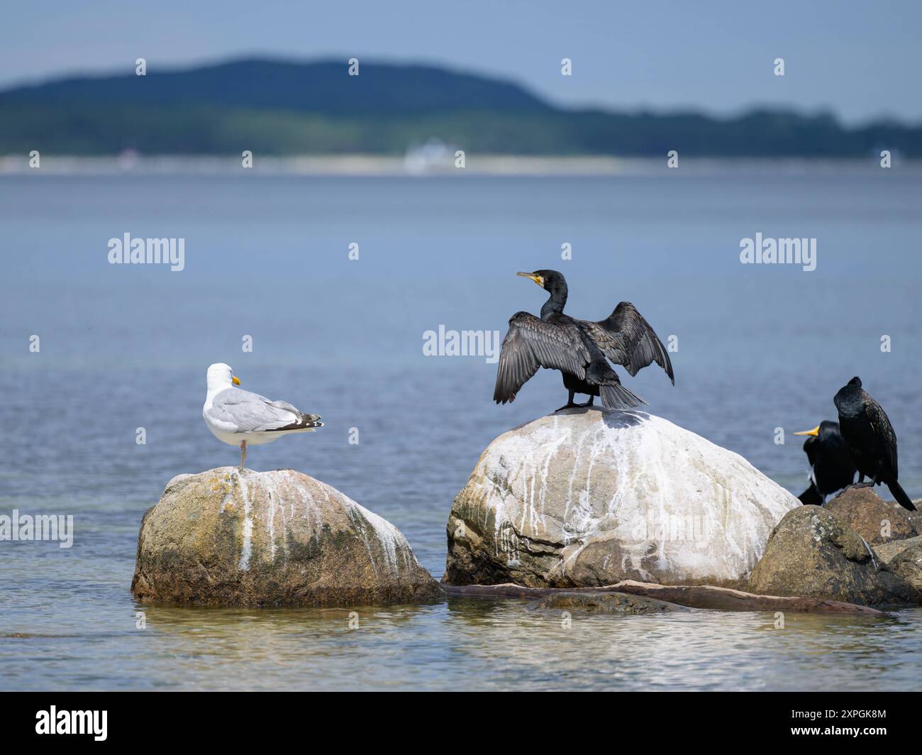 Ein großer Kormoran auf einem Felsen im Meer, sonniger Tag im Sommer, Rügen Deutschland Binz Deutschland Stockfoto
