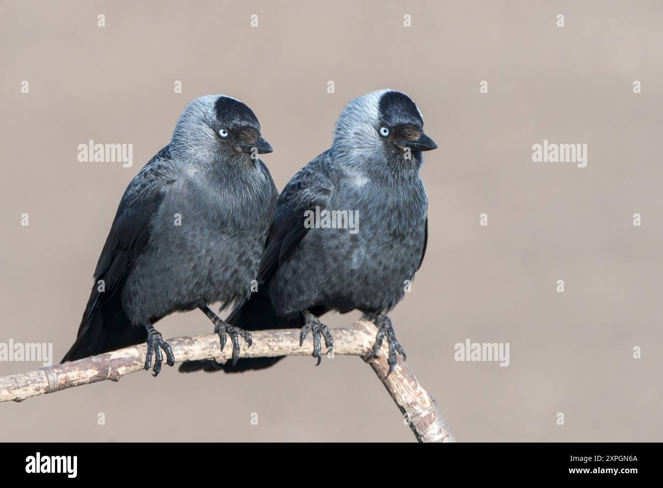 Westjakdaw, Corvus monedula, zwei Erwachsene auf einem Baumzweig, Hortobagy, Ungarn, 30. April 2024 Stockfoto