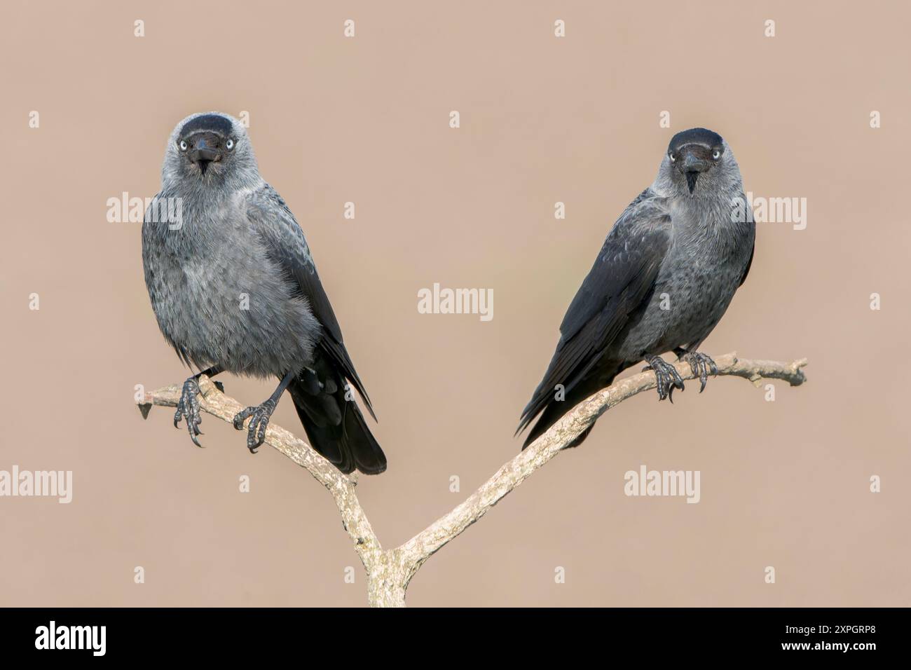 Westjakdaw, Corvus monedula, zwei Erwachsene auf einem Baumzweig, Hortobagy, Ungarn, 30. April 2024 Stockfoto