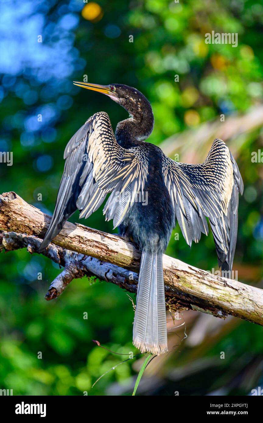 Amerikanischer Schlangenhalsvogel im Tortuguero Nationalpark in Costa Rica trocknet sich Stockfoto