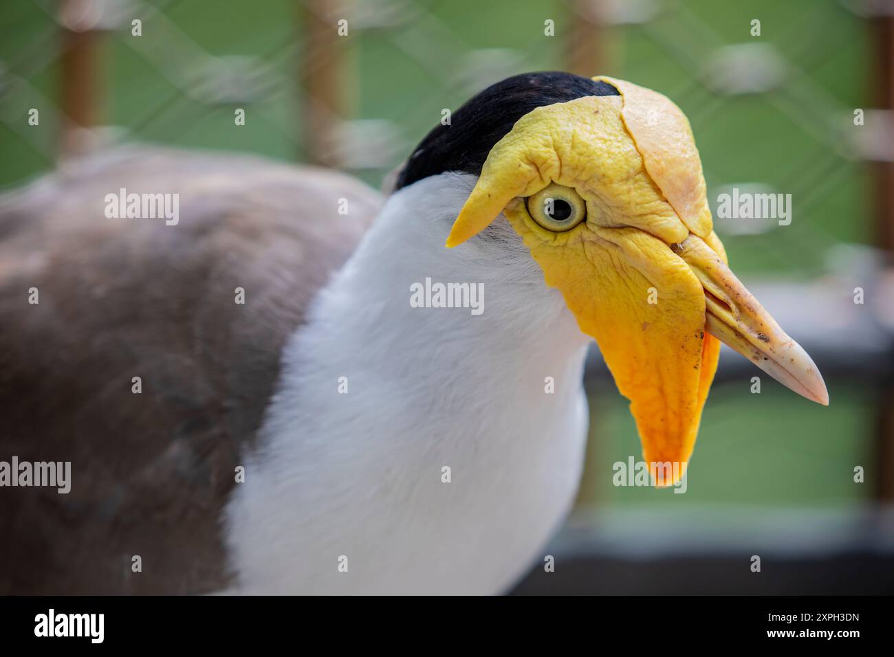 Ein maskiertes Kiebitz-Nahaufnahme-Bild. Es ist ein großer, häufiger und auffälliger Vogel, der in Australien, insbesondere im nördlichen und östlichen Teil, beheimatet ist Stockfoto