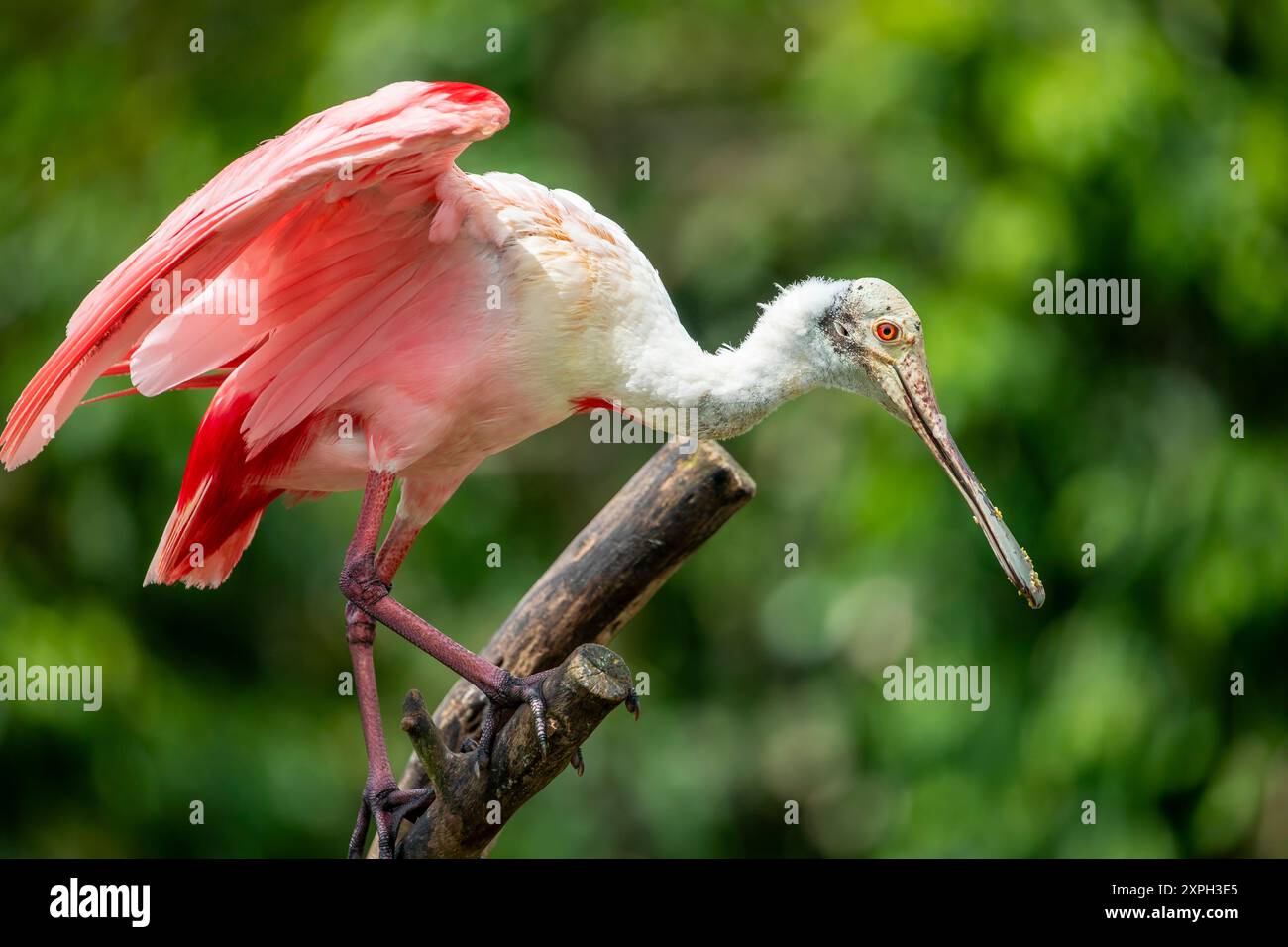 Der Rotlöffler ist ein geselliger Watvogel der Ibis- und Löffelfamilie. Es ist ein in Südamerika ansässiger Züchter. Stockfoto
