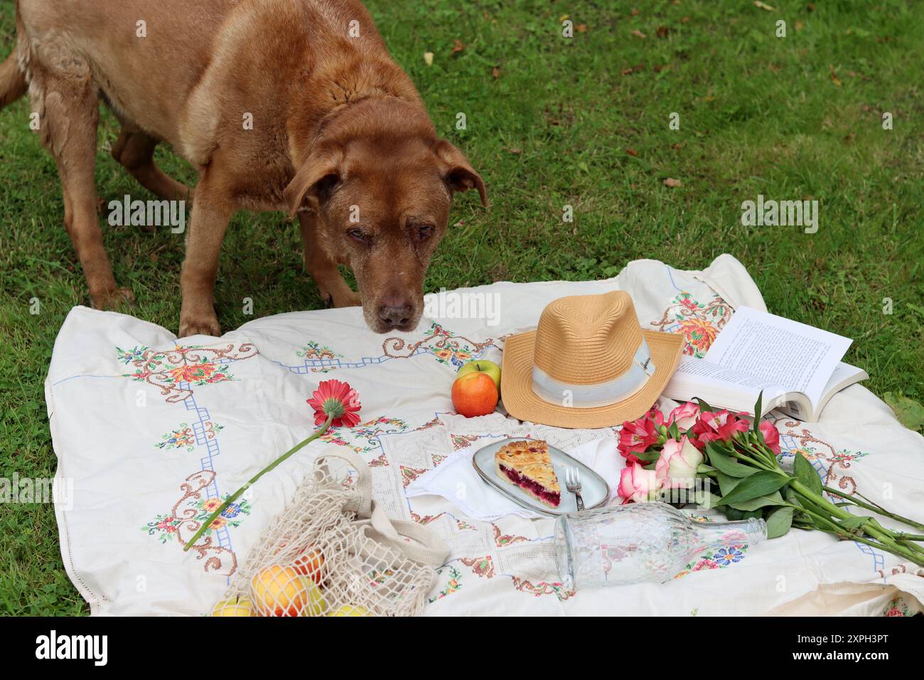 Niedlicher alter brauner Hund auf einem Picknick im Garten. Niedlicher Labrador-Hund, der auf einer Picknickdecke steht und am Essen schnüffelt. Sommerstillleben mit Blumen, Früchten Stockfoto