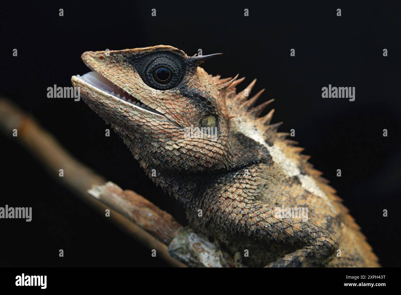 Calotes emma, auch bekannt als Waldgartenechse oder Emma Gray's Waldechse, ist eine Art der Eidechse aus der Familie der Agamidae. Stockfoto