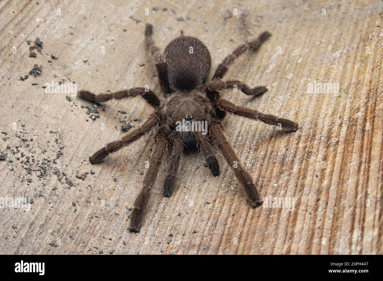 Taranteln umfassen eine Gruppe großer und oft haariger Spinnen der Familie Theraphosidae. Stockfoto