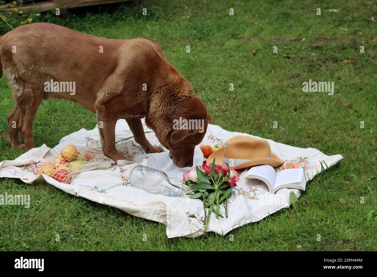 Niedlicher alter brauner Hund auf einem Picknick im Garten. Niedlicher Labrador-Hund, der auf einer Picknickdecke steht und am Essen schnüffelt. Sommerstillleben mit Blumen, Früchten Stockfoto