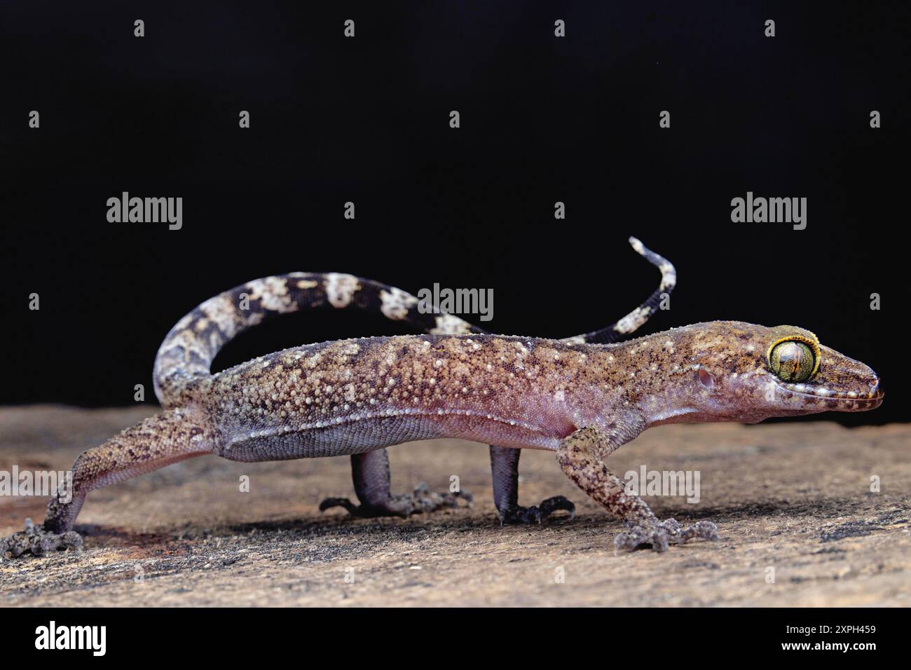 Cyrtodactylus ist eine vielfältige Gattung asiatischer Geckos, die allgemein als gebogene Geckos bekannt ist. Stockfoto