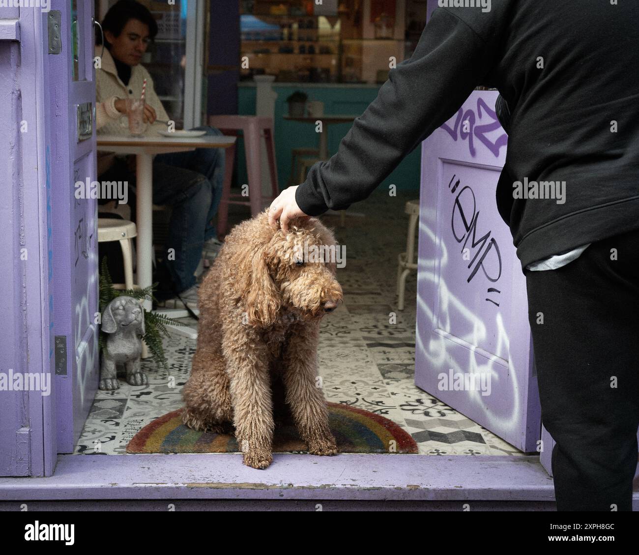 Lockiger Hund in einer Tür Stockfoto