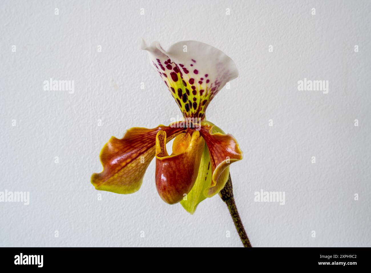 Nahaufnahme eines blühenden Paphiopedilum, Lady's Slipper. Venus Slipper oder Callosum Orchidee (Paphilopedium) Stockfoto
