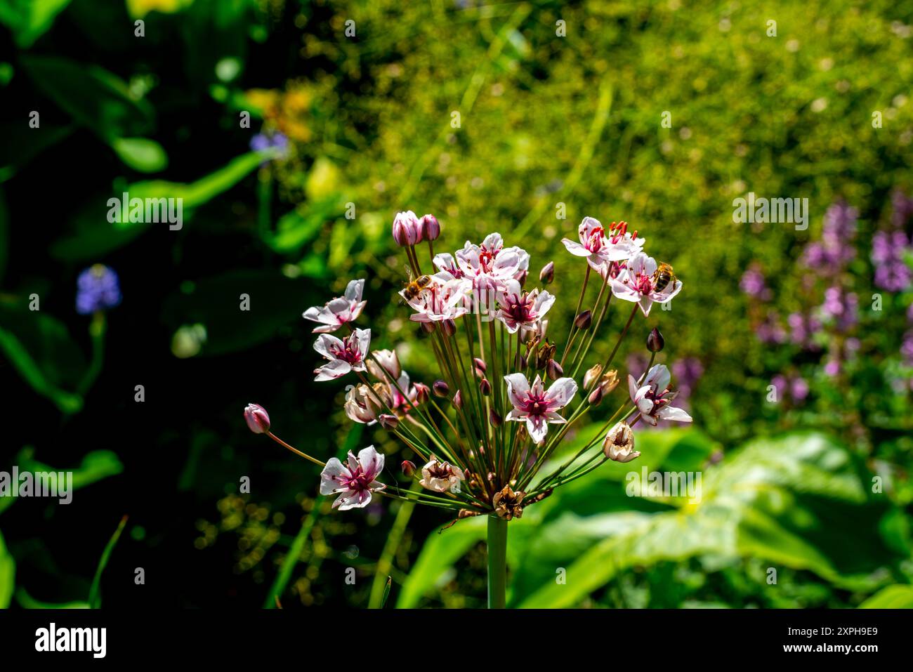 Bienen besuchen einen blühenden Rush (Butomus umbellatus) Stockfoto