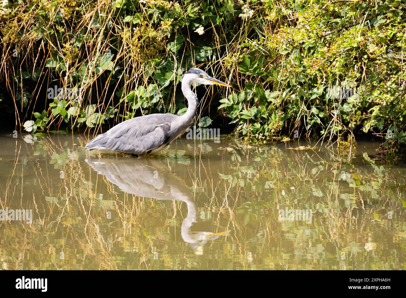 Graureiher, Ardea cinerea, stehend im Flusswasser Stockfoto Graureiher, Ardea cinerea, stehend im Flusswasser Stockfoto