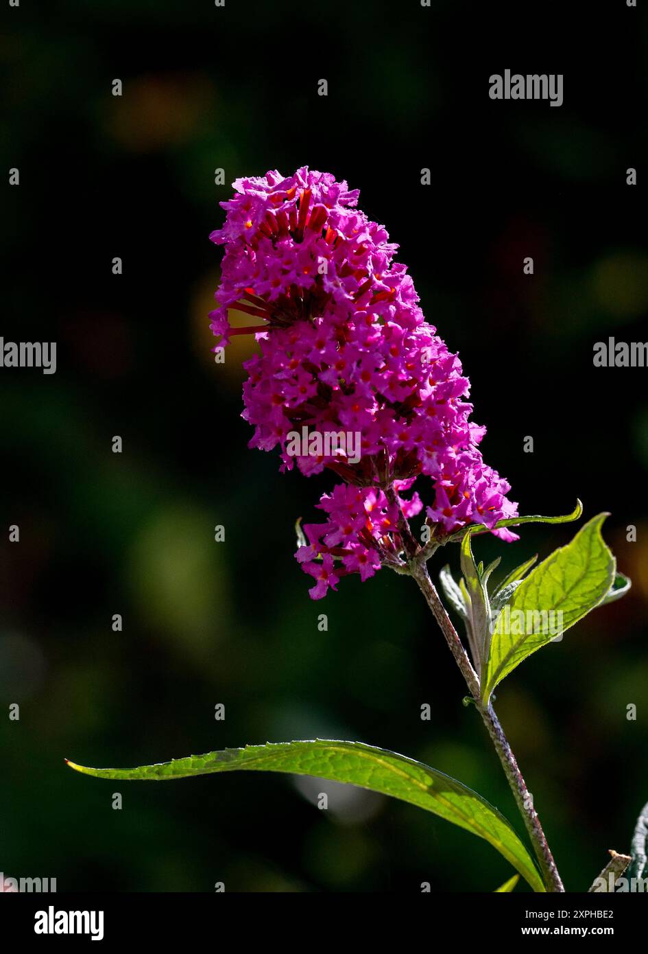 Buddleia-Busch ( Buddleia davidii ) auch bekannt als Schmetterlingsbusch im kleinen städtischen Garten Brighton Sussex, England, Großbritannien Stockfoto