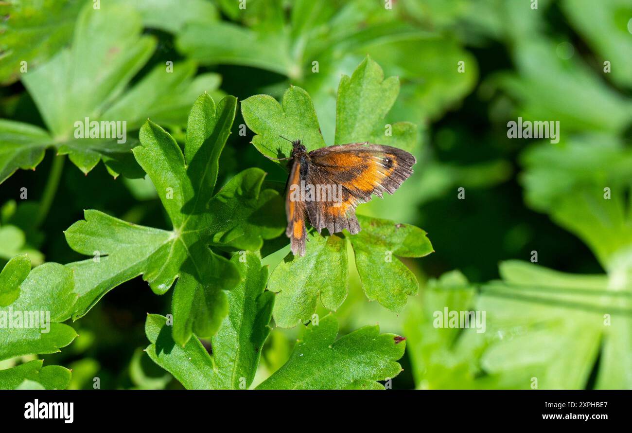 Kleiner Gatekeeper oder Hedge Brown Schmetterling Pyronia tithonus mit orangefarbenen Flügeln und schwarzem Punkt im kleinen städtischen Garten Brighton Sussex, England, Großbritannien Stockfoto