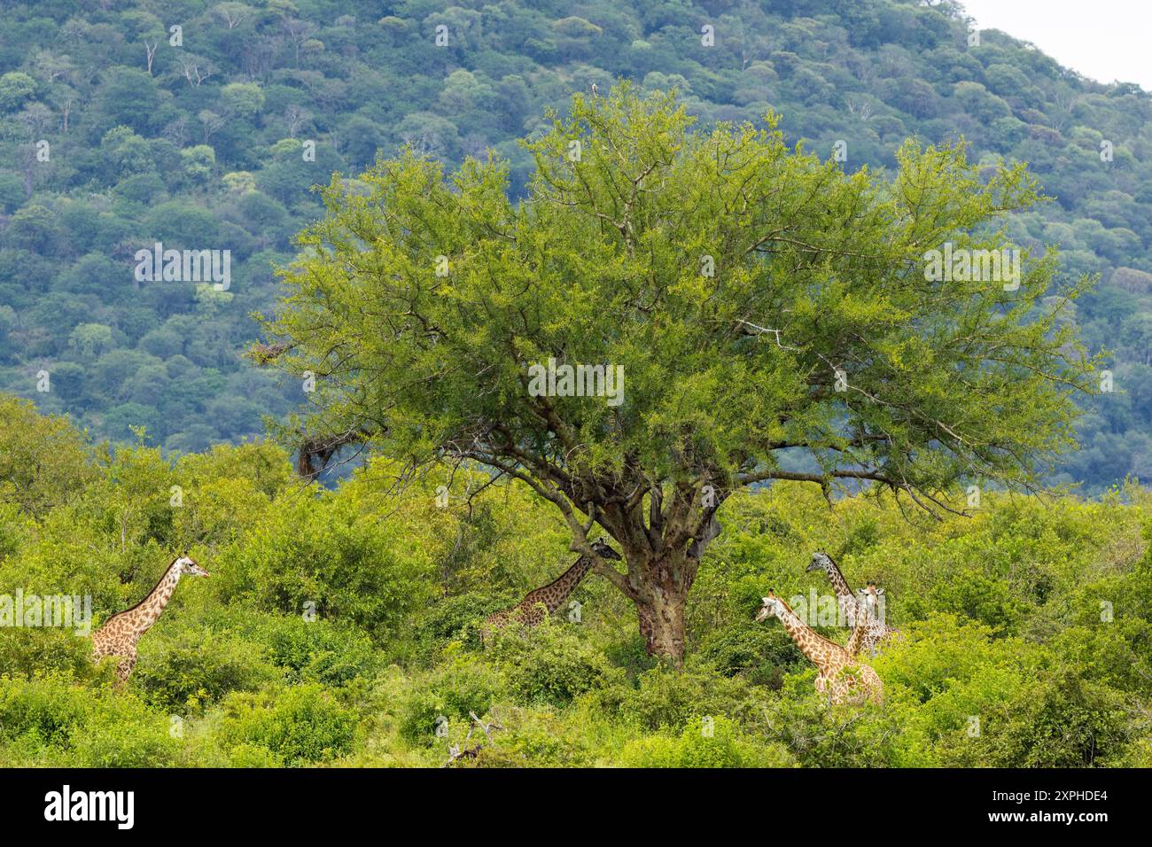 Giraffen sammeln sich im Schatten eines riesigen Commiphora-Baumes in der Nähe eines sicheren Teils des Flussufers, wo sie regelmäßig trinken und etwas Schutz erhalten Stockfoto