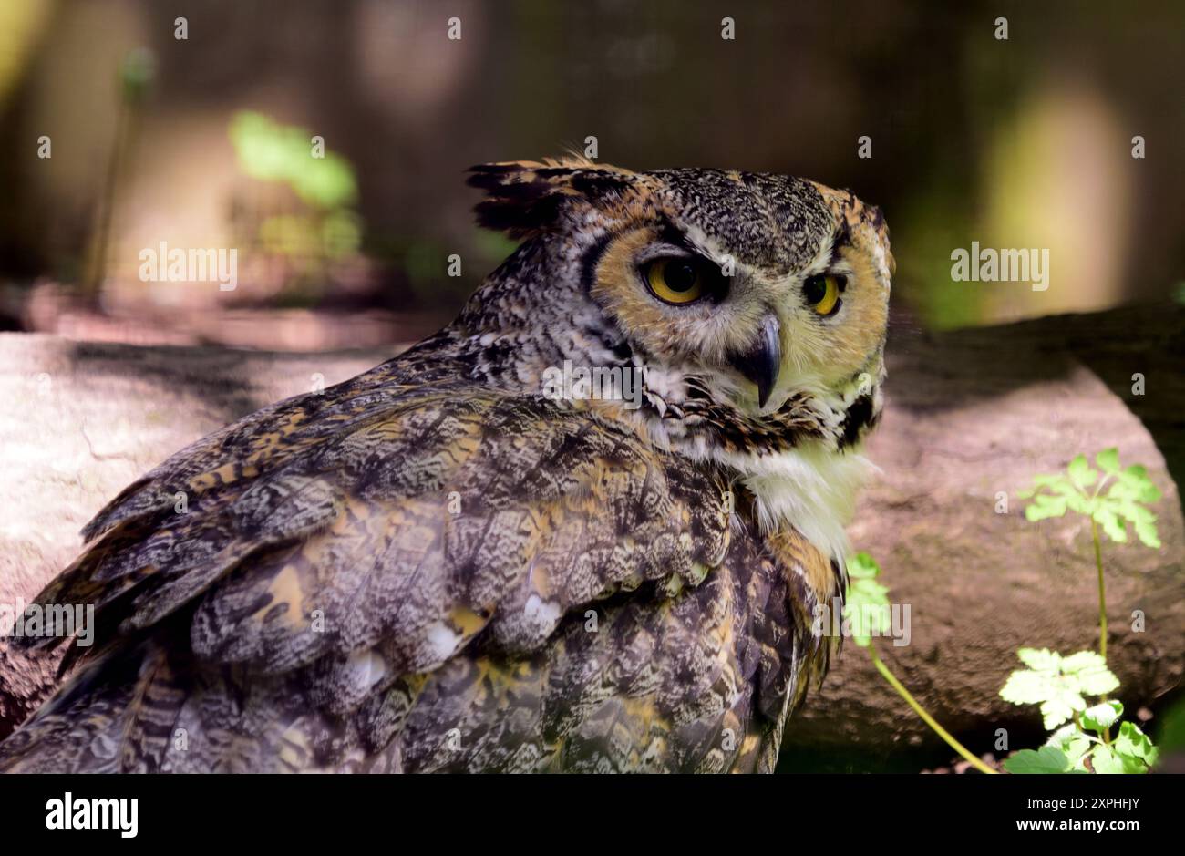 Eine große Horneule im Dartmoor Zoo Park. Stockfoto