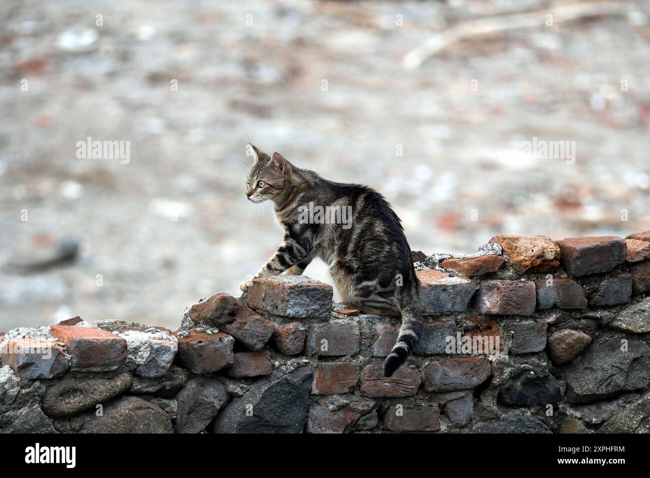 Katze sitzt auf einer Ziegelmauer im Dorf. Selektiver Fokus Stockfoto