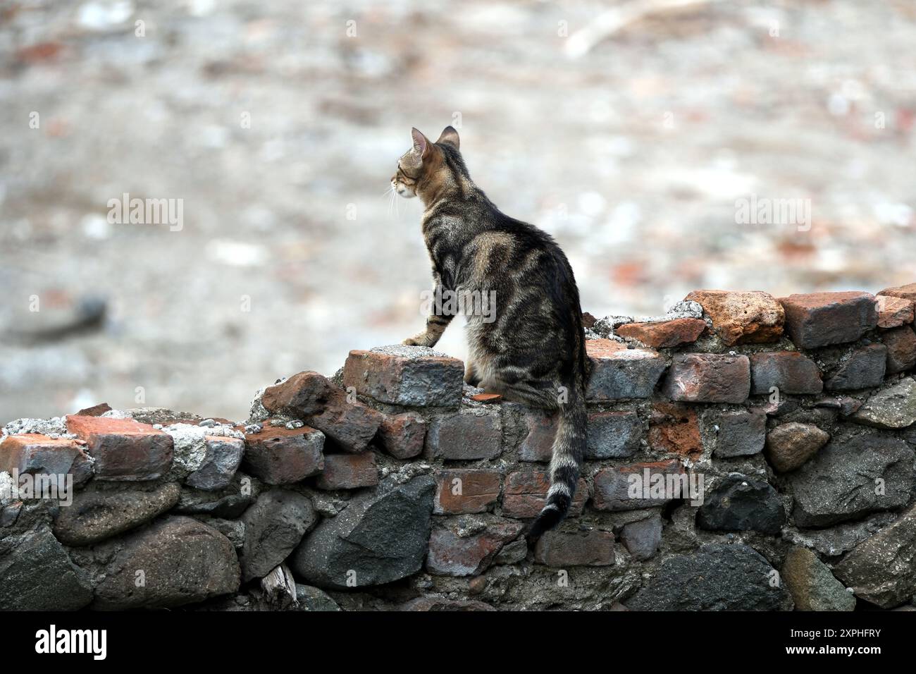 Katze sitzt auf einer Ziegelmauer im Dorf. Selektiver Fokus Stockfoto