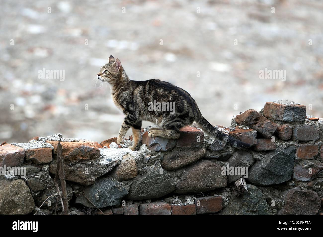 Katze sitzt auf einer Ziegelmauer im Dorf. Selektiver Fokus Stockfoto