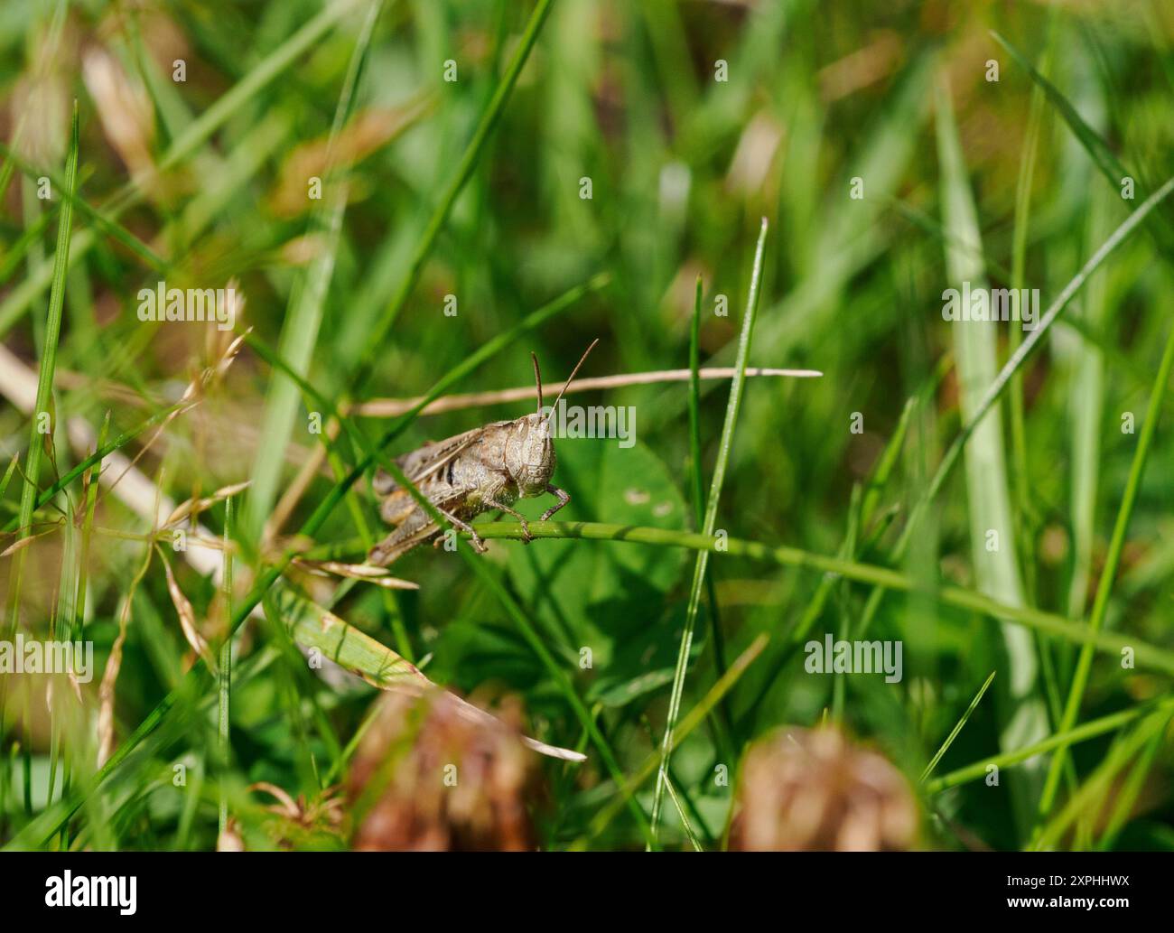 Grashüpfer in ungeschnittenem Gras auf Rasen Stockfoto
