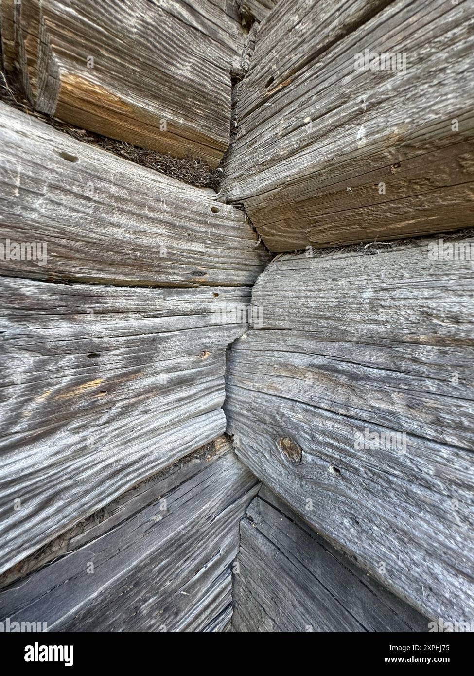 Alte Protokollwand. Die Baumstämme werden zerrissen und von Käfern gefressen. Konvergieren in einem Winkel. Stockfoto