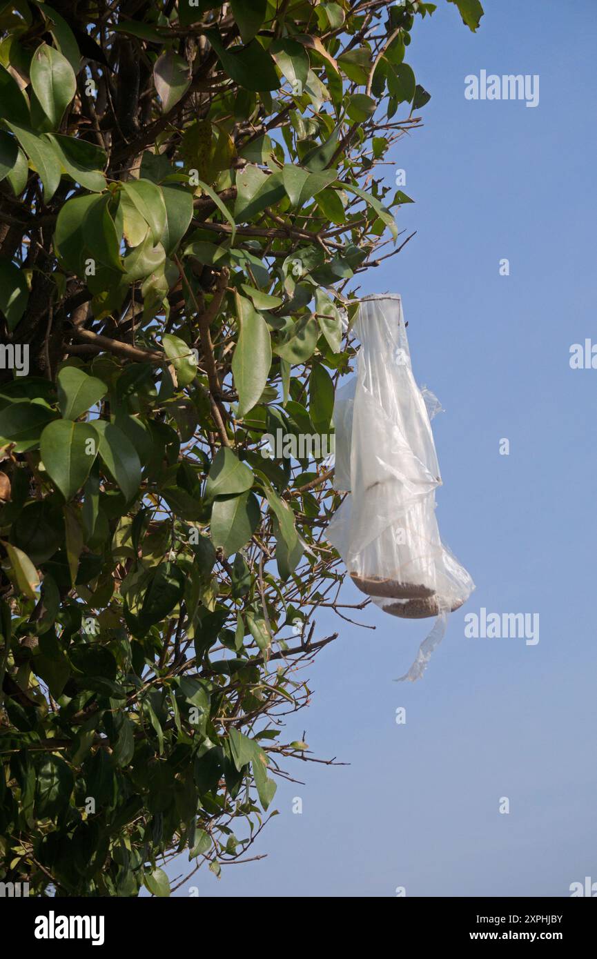 Transparenter Kunststoffbeutel, der an der Pflanze hängt Stockfoto