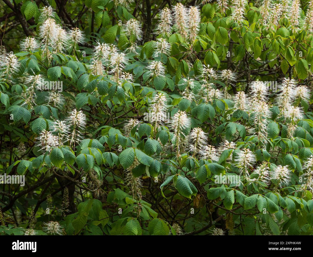 Panicle der Hardy Zwergpferdekastanie oder des Bottlebrush-buckeye-Strauches, Aesculus parviflora Stockfoto