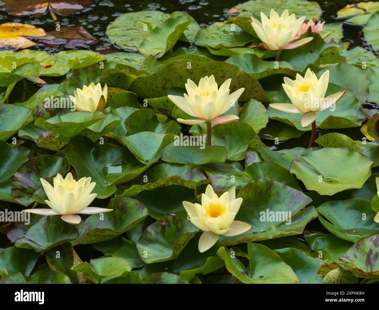 Die Blüten der Nymphaea „Marliacea Chromatella“ blühen inmitten ihrer schwimmenden Blätter auf einem Sommerteich Stockfoto