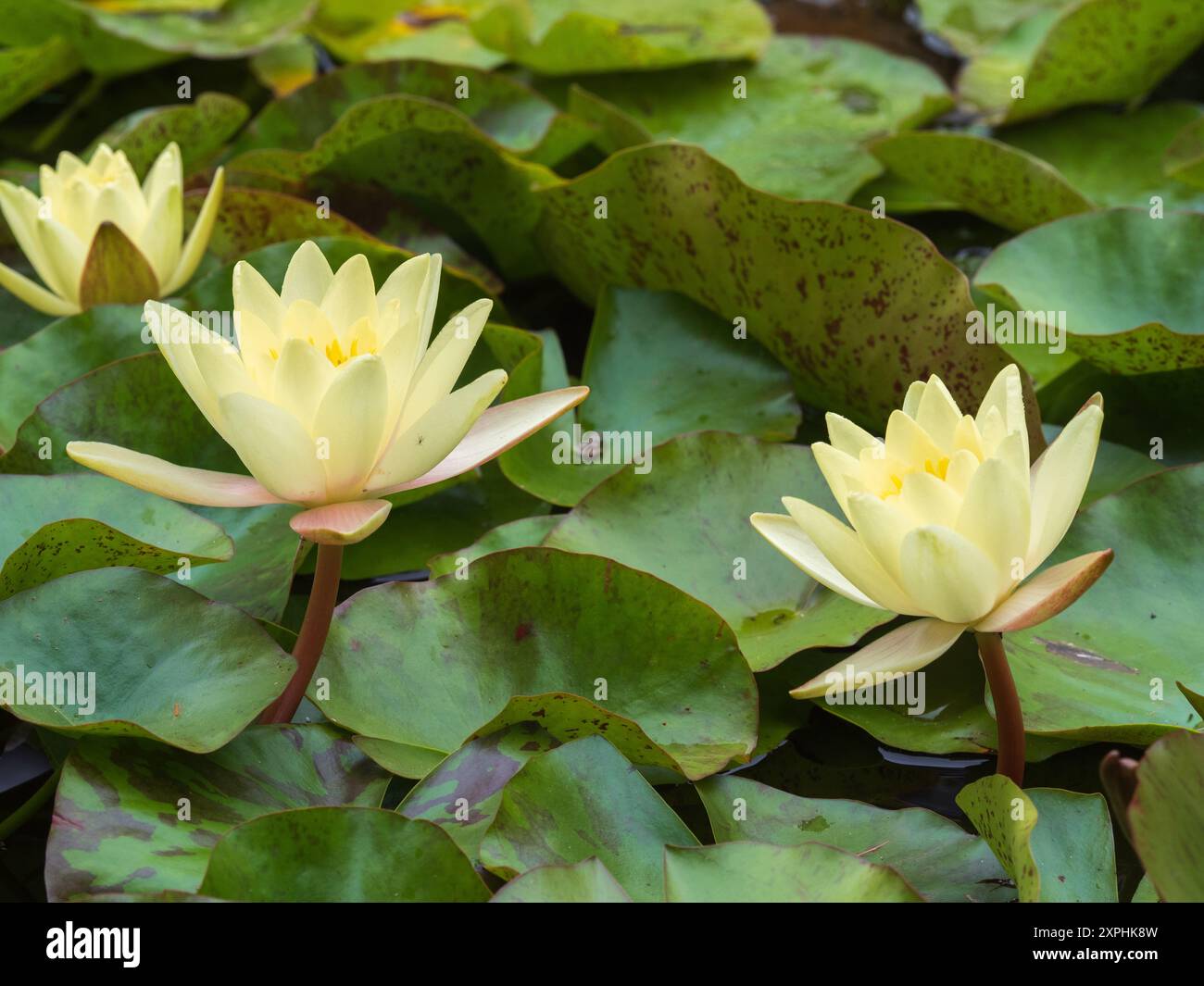 Die Blüten der Nymphaea „Marliacea Chromatella“ blühen inmitten ihrer schwimmenden Blätter auf einem Sommerteich Stockfoto