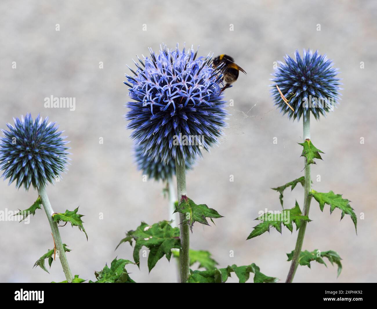Silbrig blaue Blüten im Kopf der bienenfreundlichen, harten, mehrjährigen Globus-Thistele, Echinops Ritro Stockfoto