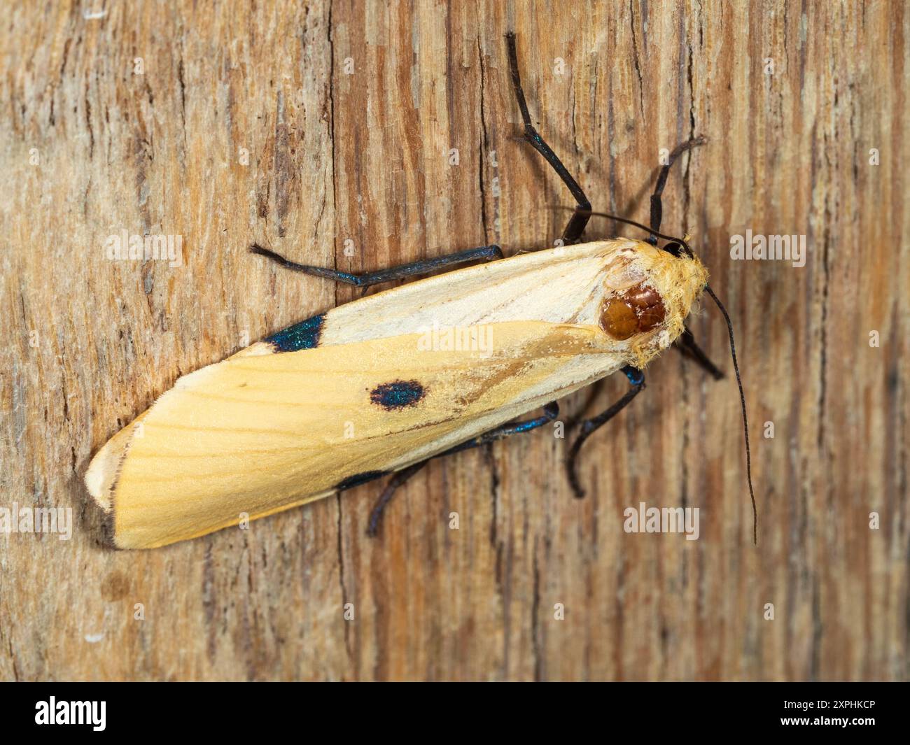 Weibliche britische Vierfleckenfußmotte, Lithosia quadra, ruht auf verwittertem Holz in einem britischen Garten Stockfoto