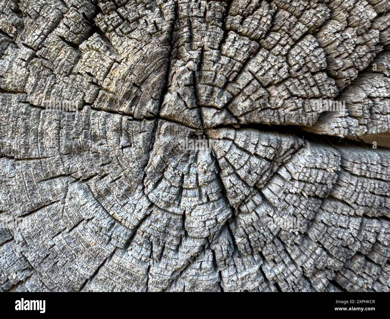 Ende eines alten Holzstämms. Es ist gerissen. Stockfoto