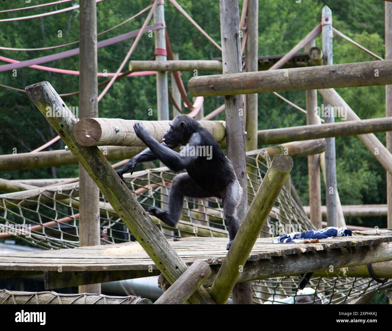 Ein geretteter Chimpansee auf Outdoor-Kletterausrüstung, Monkey World, Dorset UK. Stockfoto