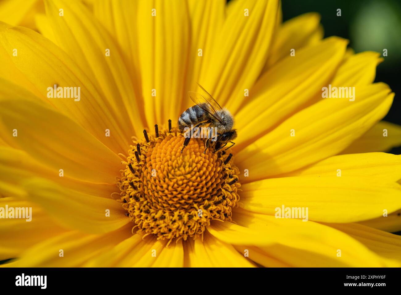 Die Staudensonnenblume Helianthus decapetalus liebt einen sonnigen Standort und zieht mit seinem leuchtend gelben Blüten Bienen und andere Insekten an. Insektenfreundliche Stauden *** die mehrjährige Sonnenblume Helianthus decapetalus liebt eine sonnige Lage und zieht mit ihren hellgelben Blüten Bienen und andere Insekten an Insektenfreundliche Stauden 20240806-DSC 3453 Stockfoto