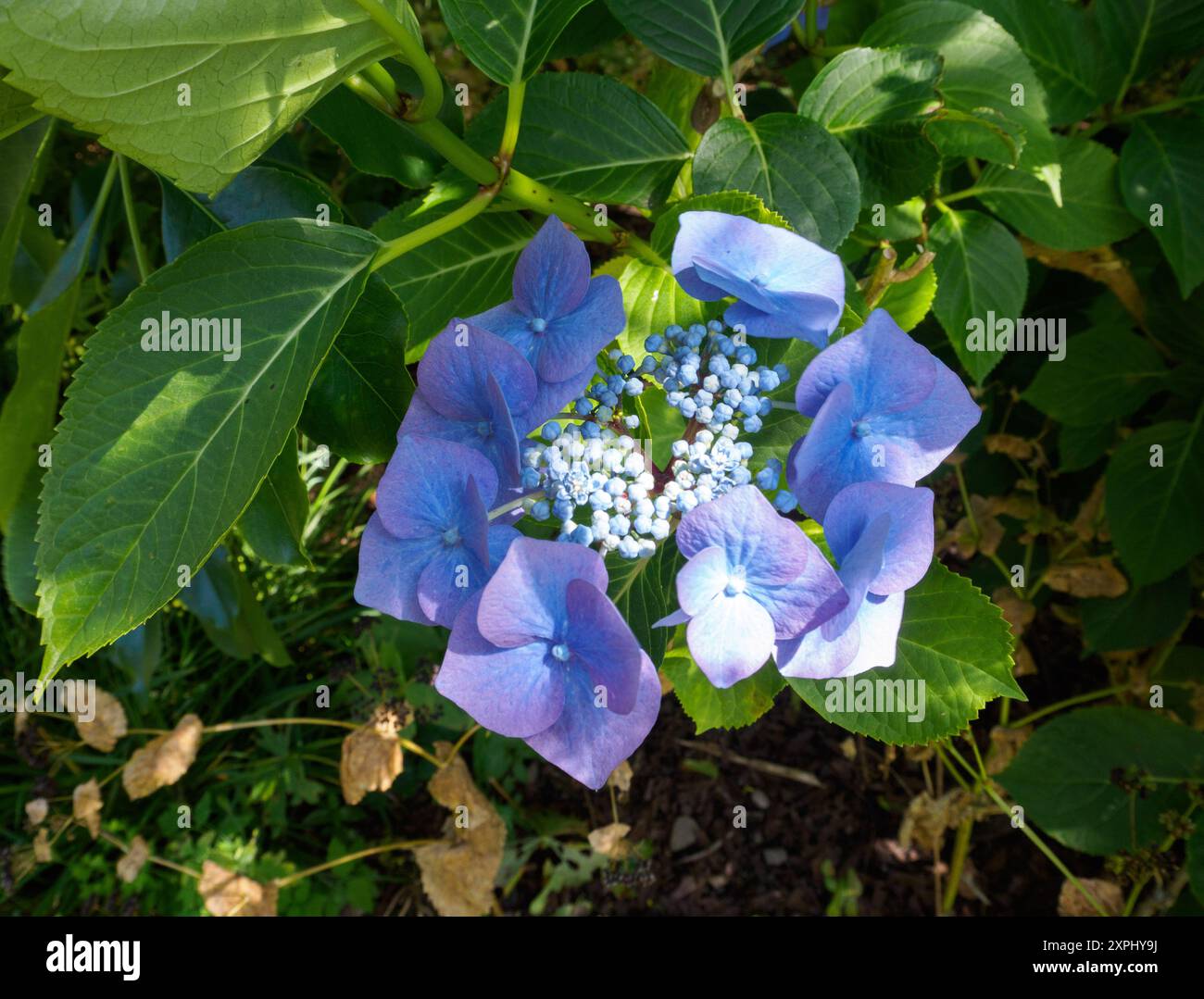 Hortensie macrophylla „Taube“ Stockfoto