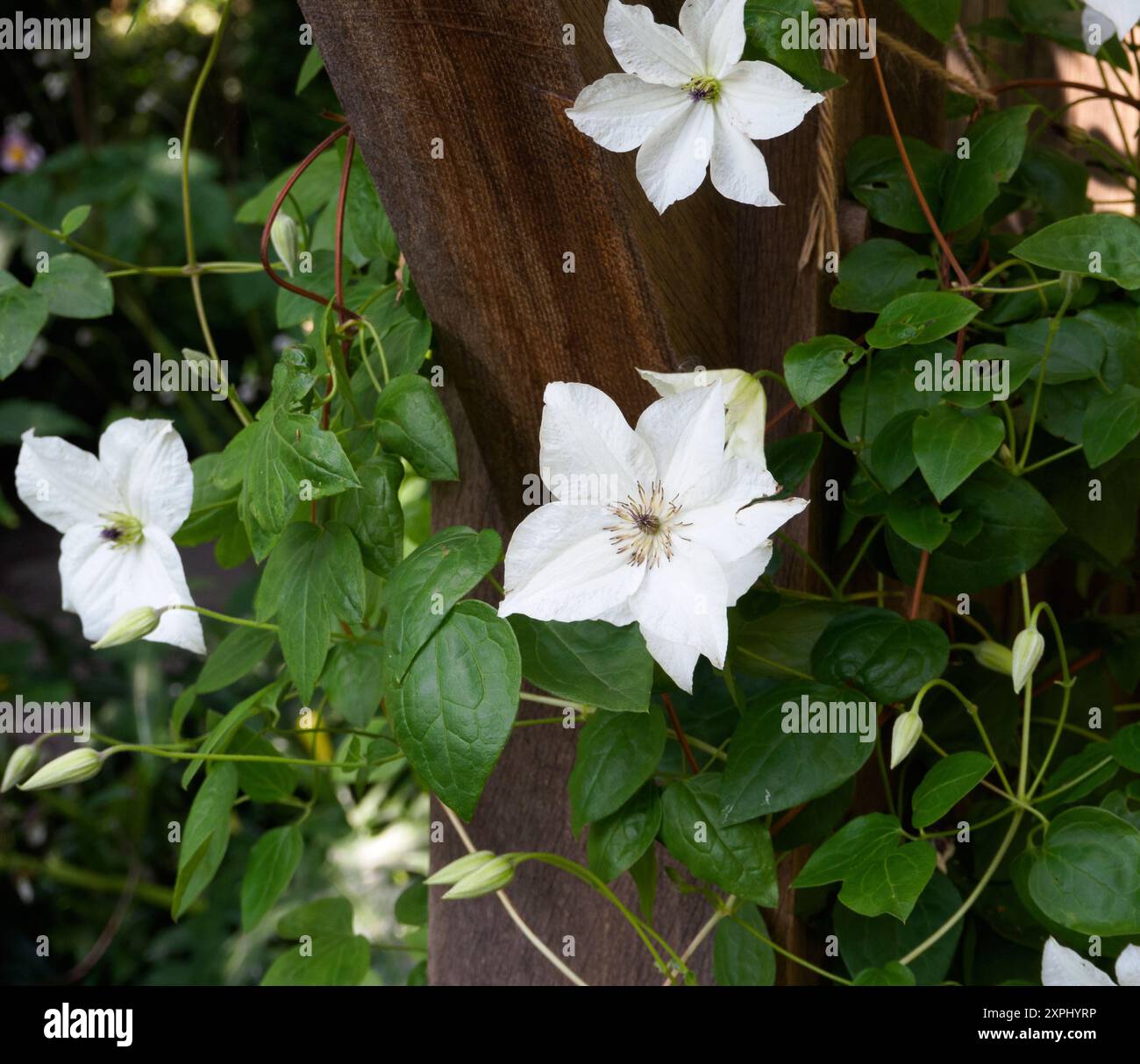 Clematis für immer Freunde Stockfoto
