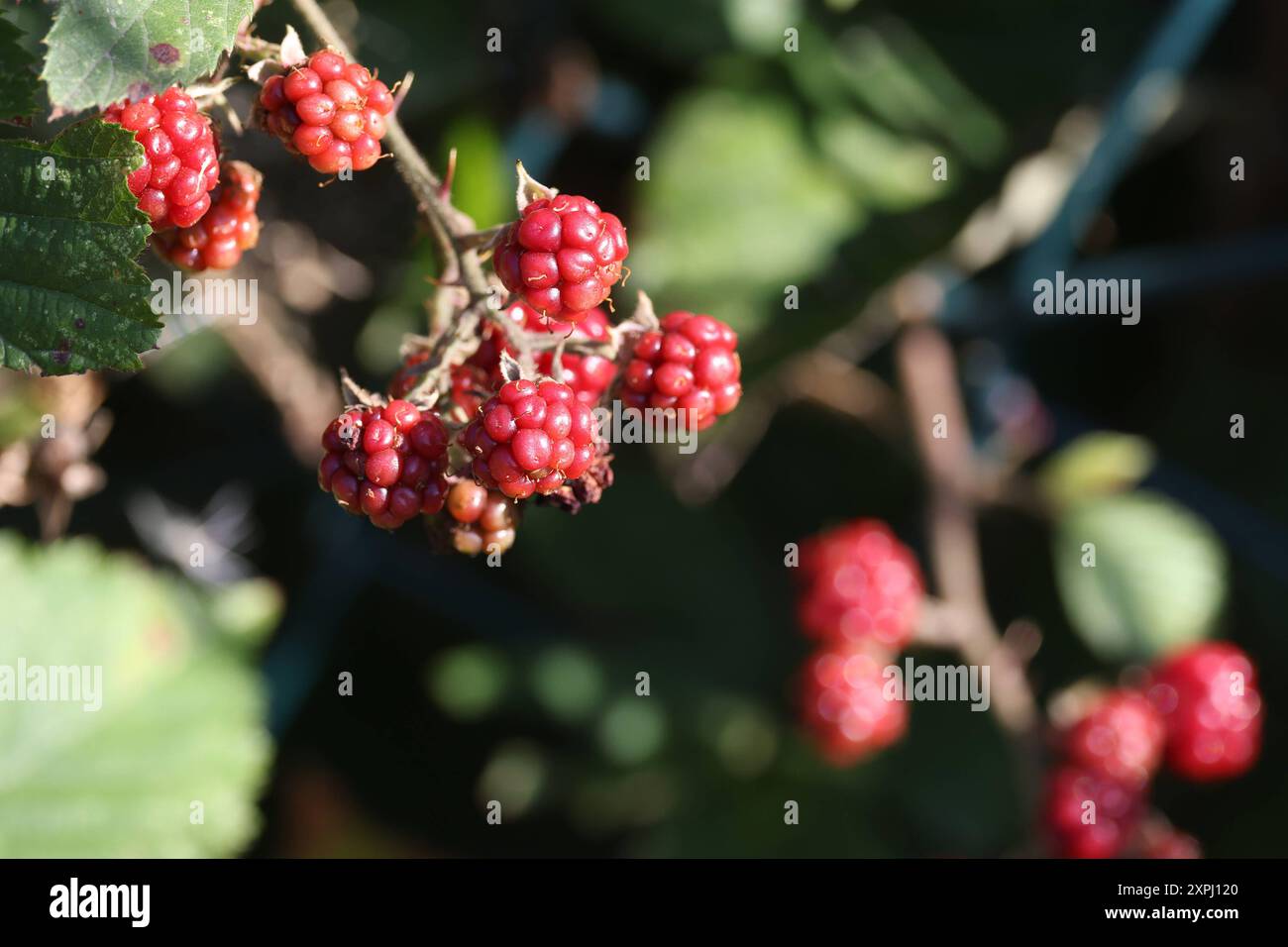 Sommer in Frankfurt. Himbeeren Rubus idaeus am Fotopunkt, Spotterpunkt, Aussichtspunkt an Startbahn 18 West. Sommer in Hessen am 06.08.2024 in Frankfurt/Deutschland. *** Sommer in Frankfurt Himbeeren Rubus idaeus am Fotopunkt, Spotpoint, Aussichtspunkt an der Start- und Landebahn 18 West Sommer in Hessen am 06 08 2024 in Frankfurt Deutschland Stockfoto