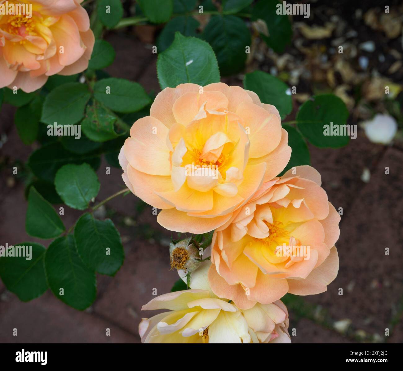 Rosa Der Lerche Steigt Auf Stockfoto