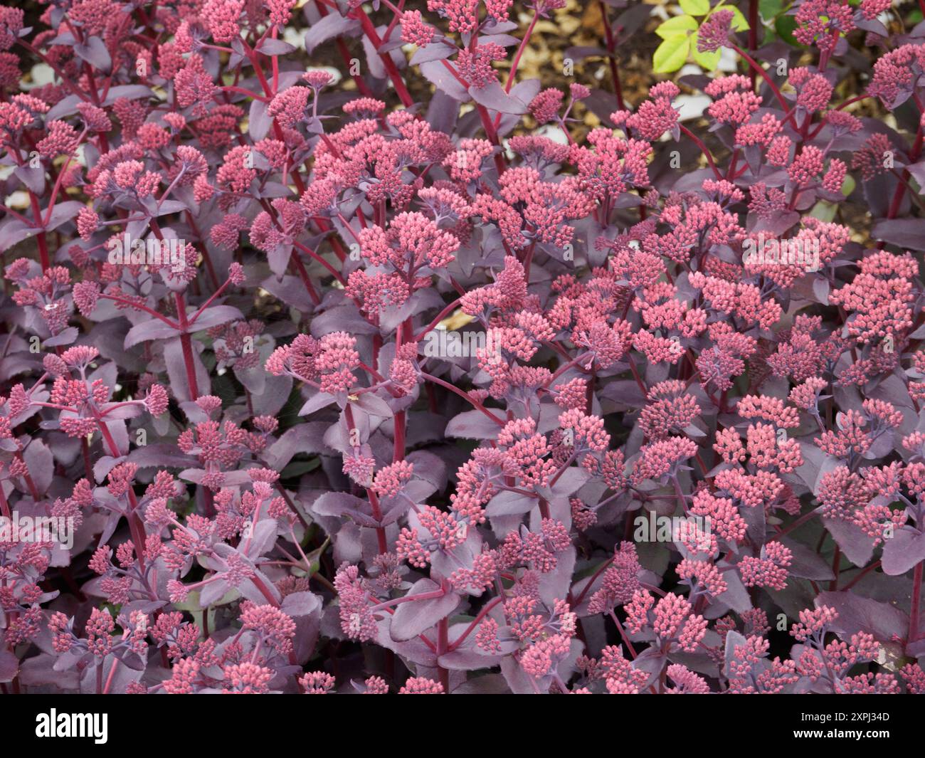 Hylotelephium telephium, lila Kaiser Stockfoto