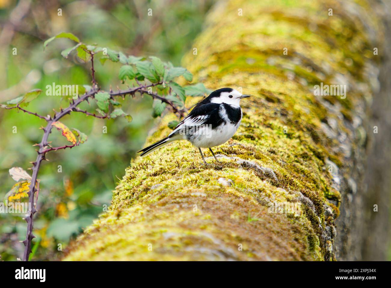 Ein kleiner schwarz-weißer Vogel thront auf einem moosbedeckten Felsen, der sich durch einen weißen Streifen am Rücken auszeichnet. Die Szene strahlt Ruhe aus, mit dem BI Stockfoto