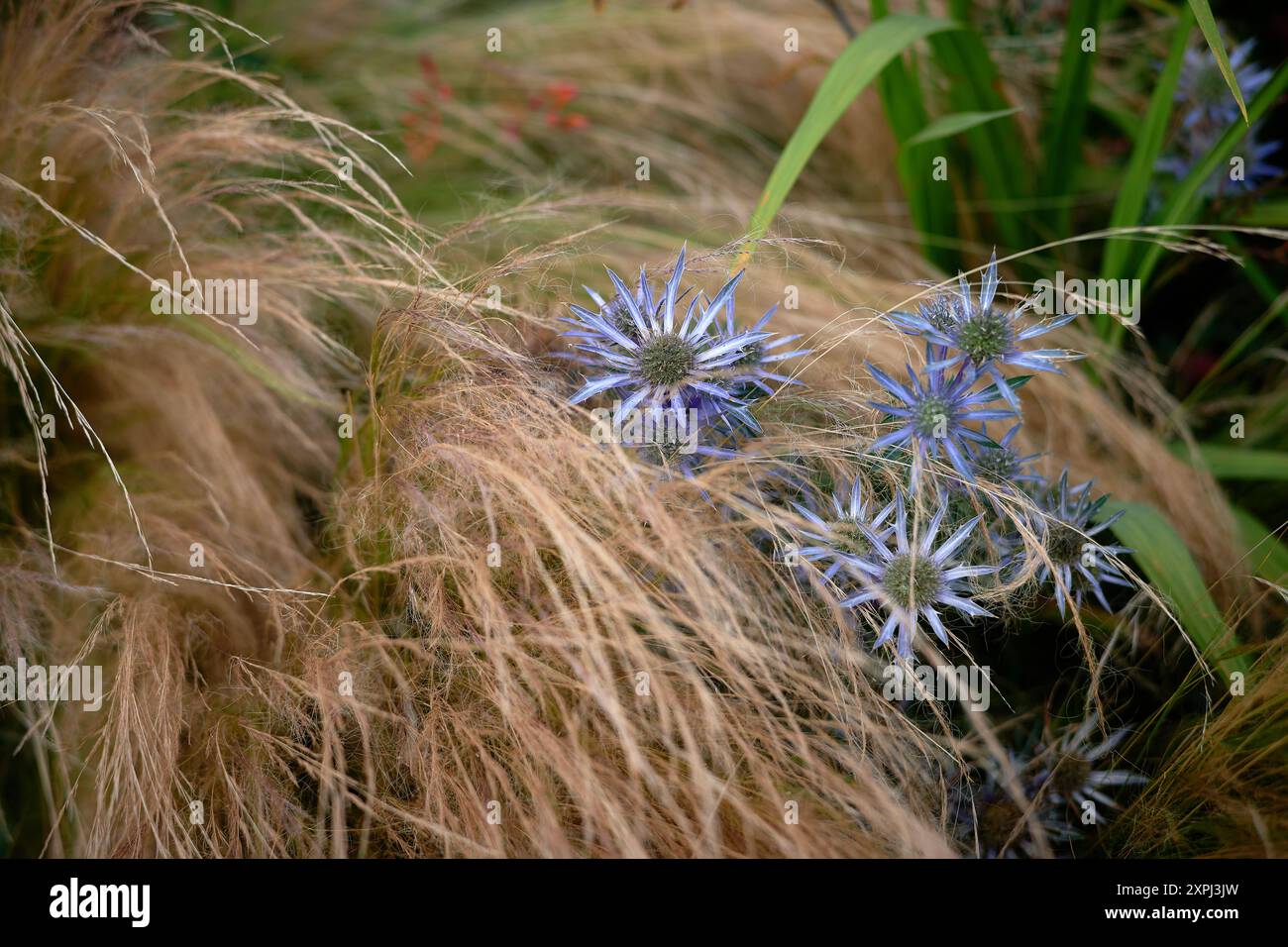 Blume im Gras Stockfoto