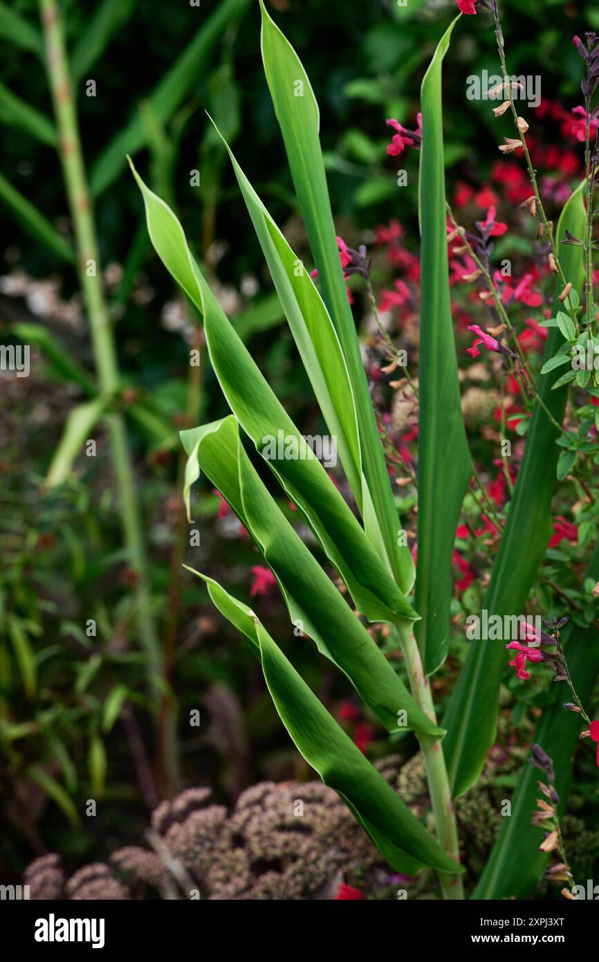 Aloe Vera Pflanze Stockfoto