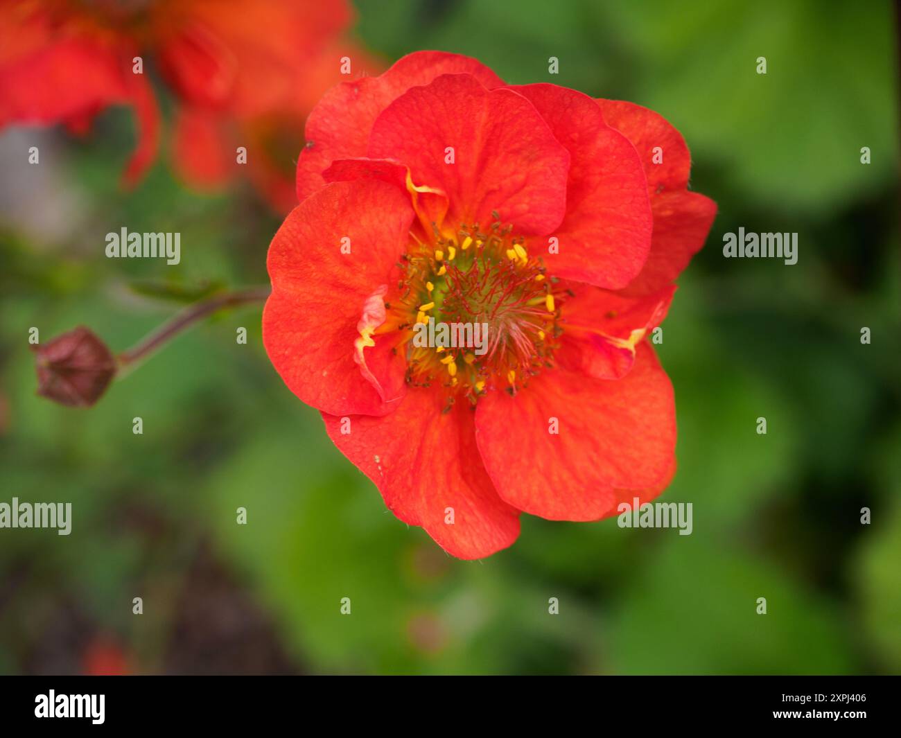 Geum Scarlet Tempest Stockfoto