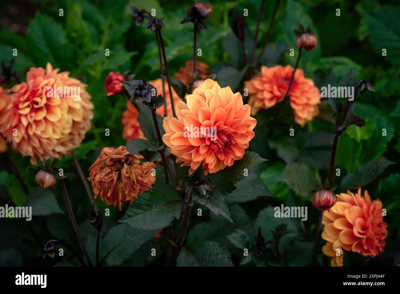 rote und gelbe Blumen Stockfoto