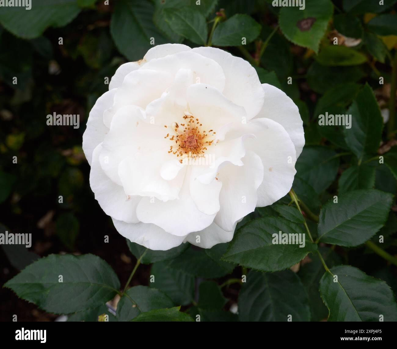 Rosa Ist Ein weißerer Schatten von blass Stockfoto