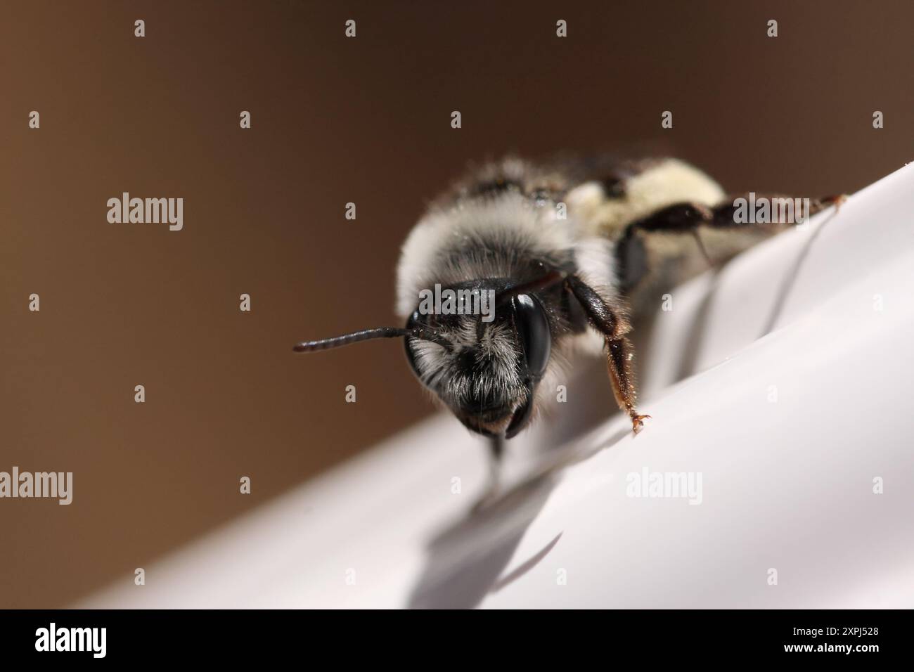 Andrena cineraria, eine einsame Biene, besser bekannt als Ashy Mining Bee oder Grey Mining Bee auf UPVC Stockfoto