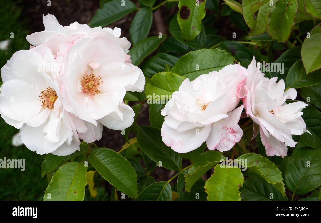 Rosa Perle Drift Stockfoto