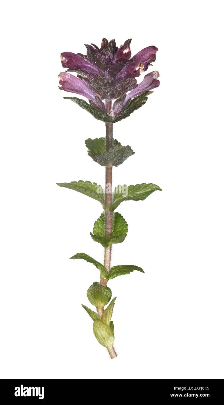 Alpine Bartsia - Bartsia alpina Stockfoto