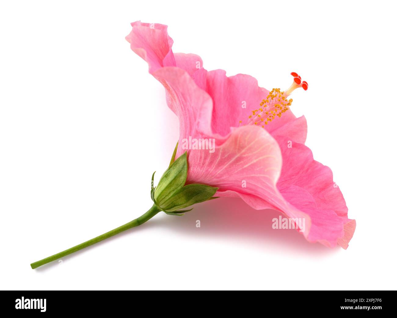 Rosa Hibiskus Blume isoliert auf weißem Hintergrund Stockfoto