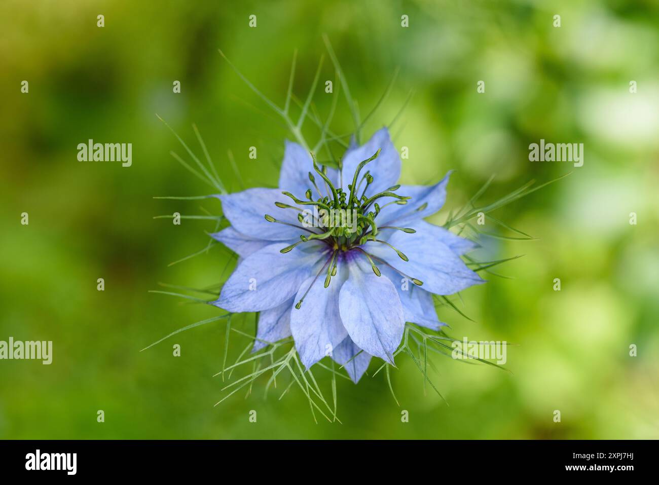 Nigella-Blume auf verschwommenem Hintergrund Stockfoto